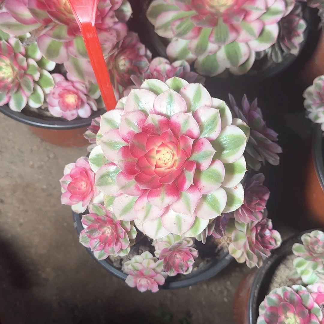 4122倾城多肉法师