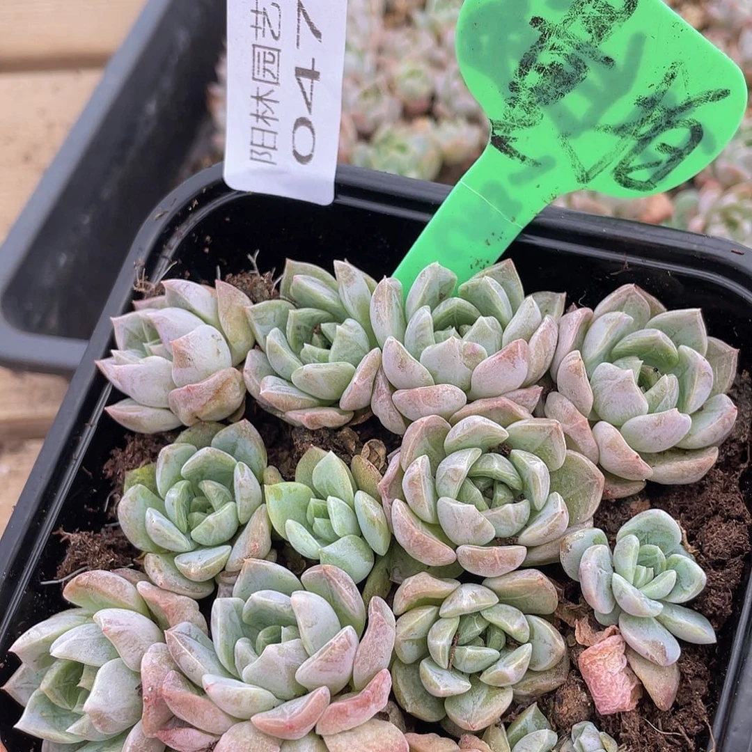 量拍肉植物多肉植物47