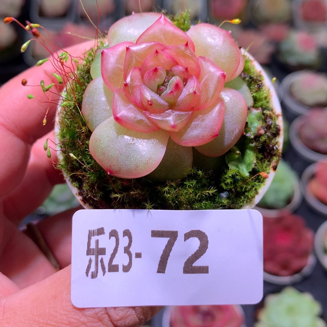 乐然23-72 新品珍妮