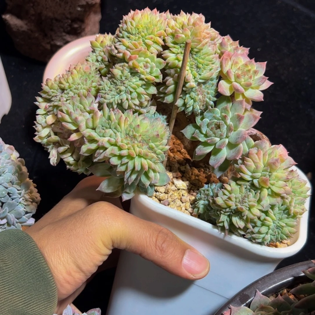 新年快乐 新年快乐