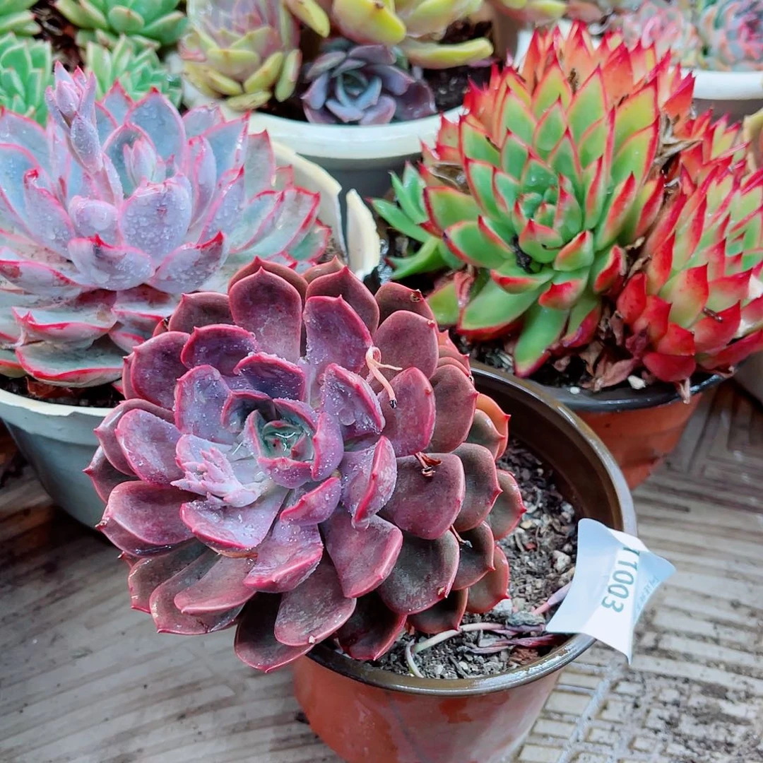 缘****?11003多肉植物一物一拍