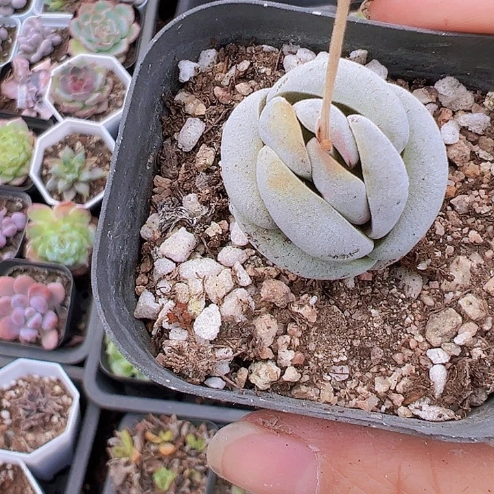 托尼脱土发货19包邮