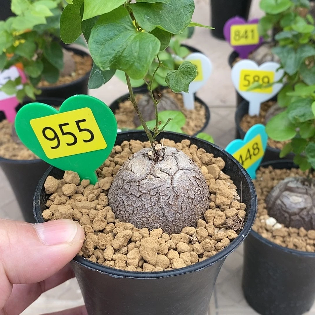 南非龟甲龙龟甲龙