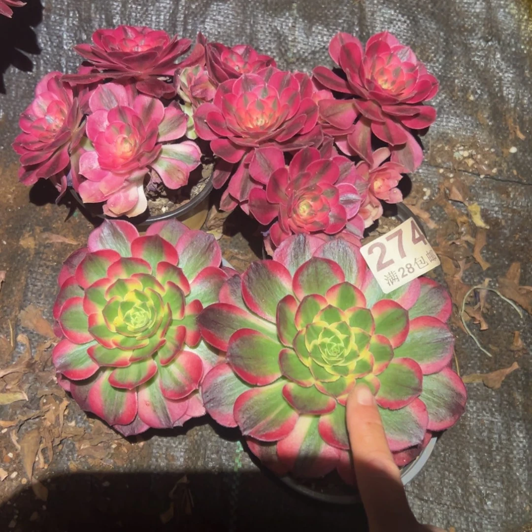 多肉植物274四颗的