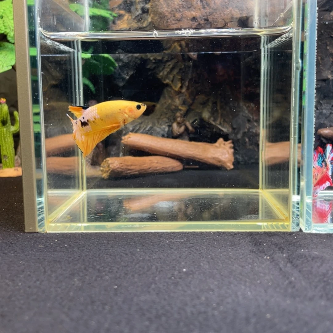 斗鱼十一月十八日竞价