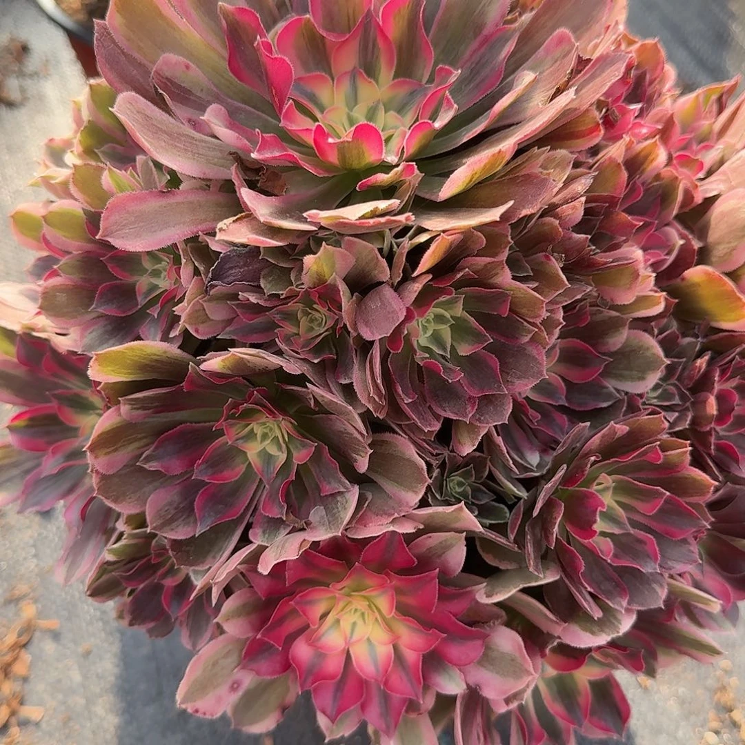 福利男神0000000000000363