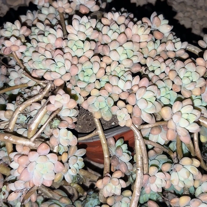 超大奶酪蛋糕悬崖桩。