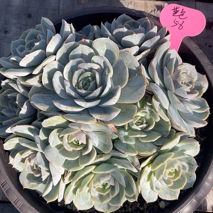 蓝色惊喜多肉植物