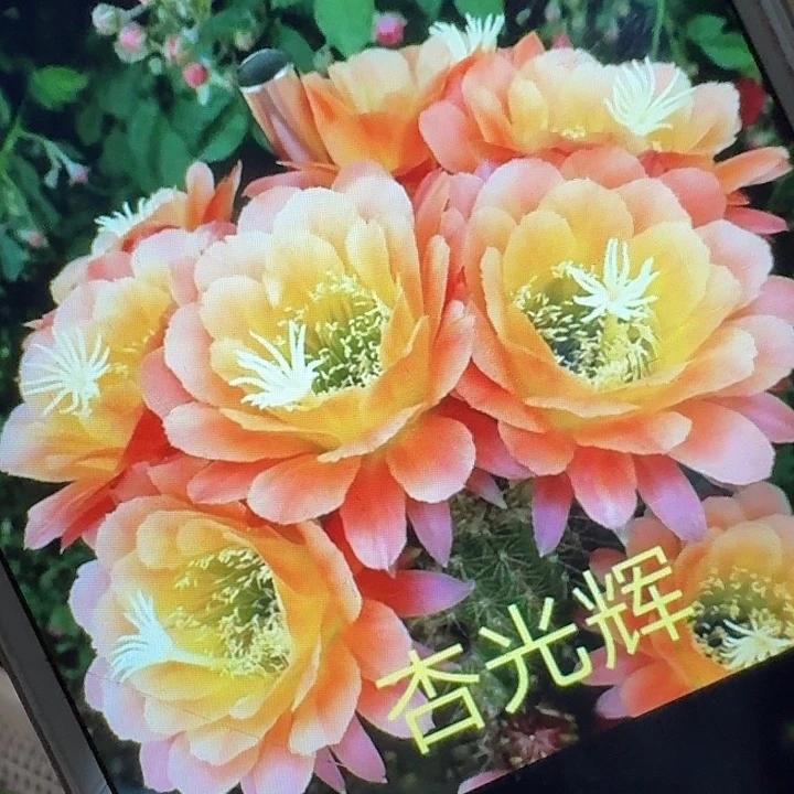 杏光辉侧芽5公分左右毛花柱（20包邮）