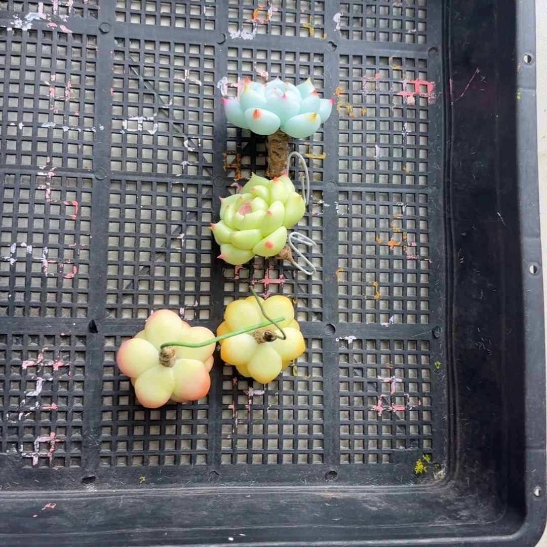 圈***圈树脂制品5号一筐噢噢噢噢