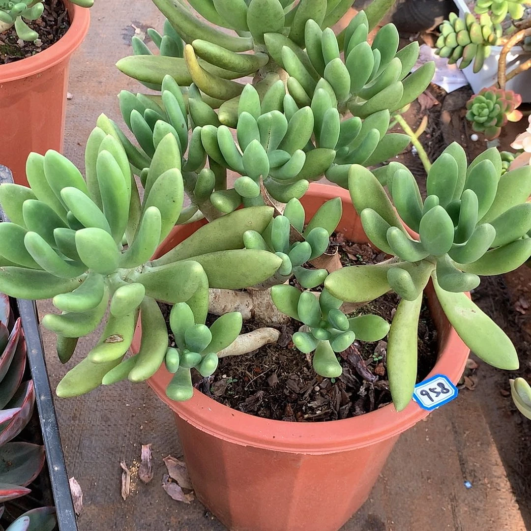 958金蟾 一物一拍多肉