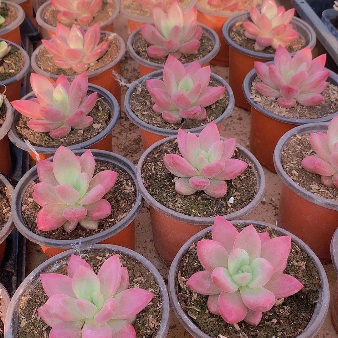 赫菲斯托345667899000