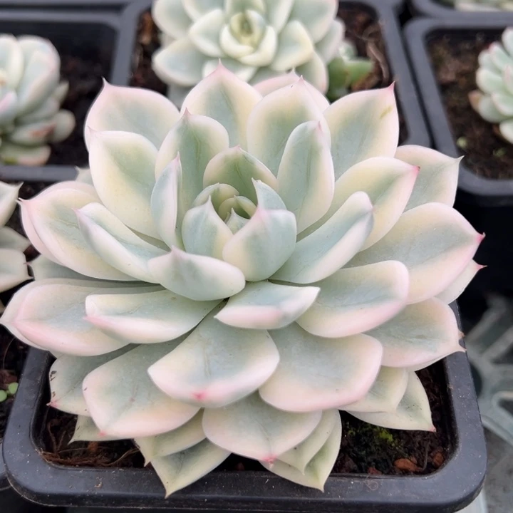 月亮仙子锦一物一拍锦龙