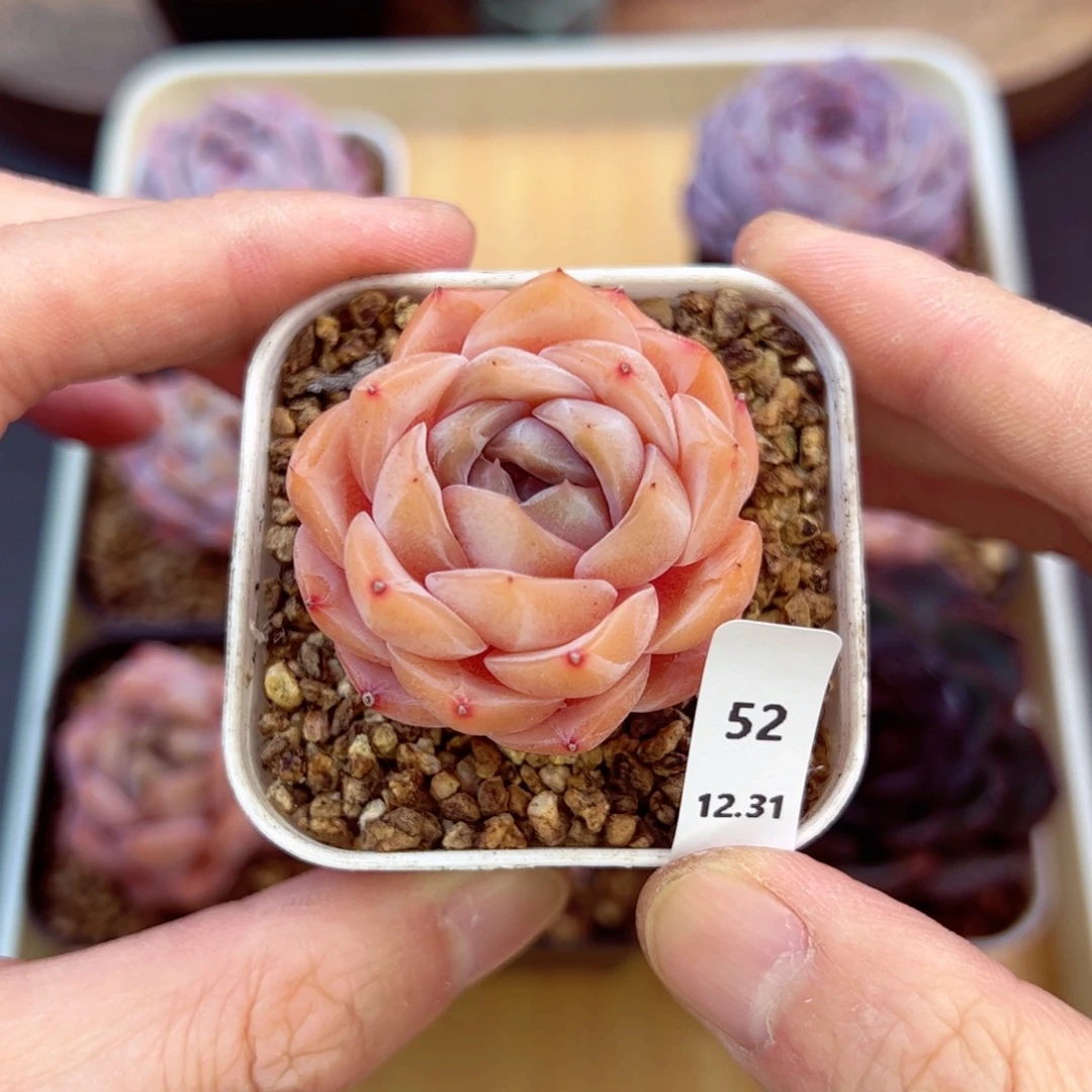 好好看52、哈哈哈哈