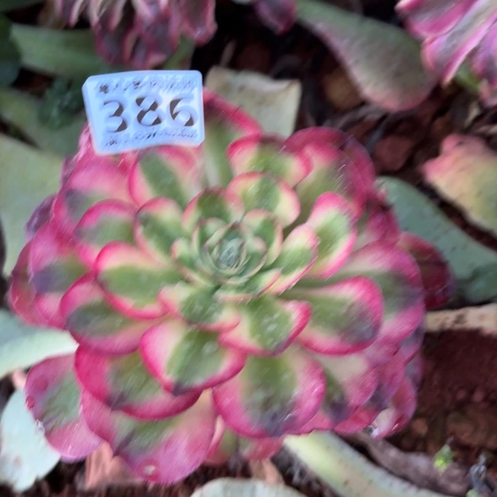 386荔枝捧花掌心多肉法师锦