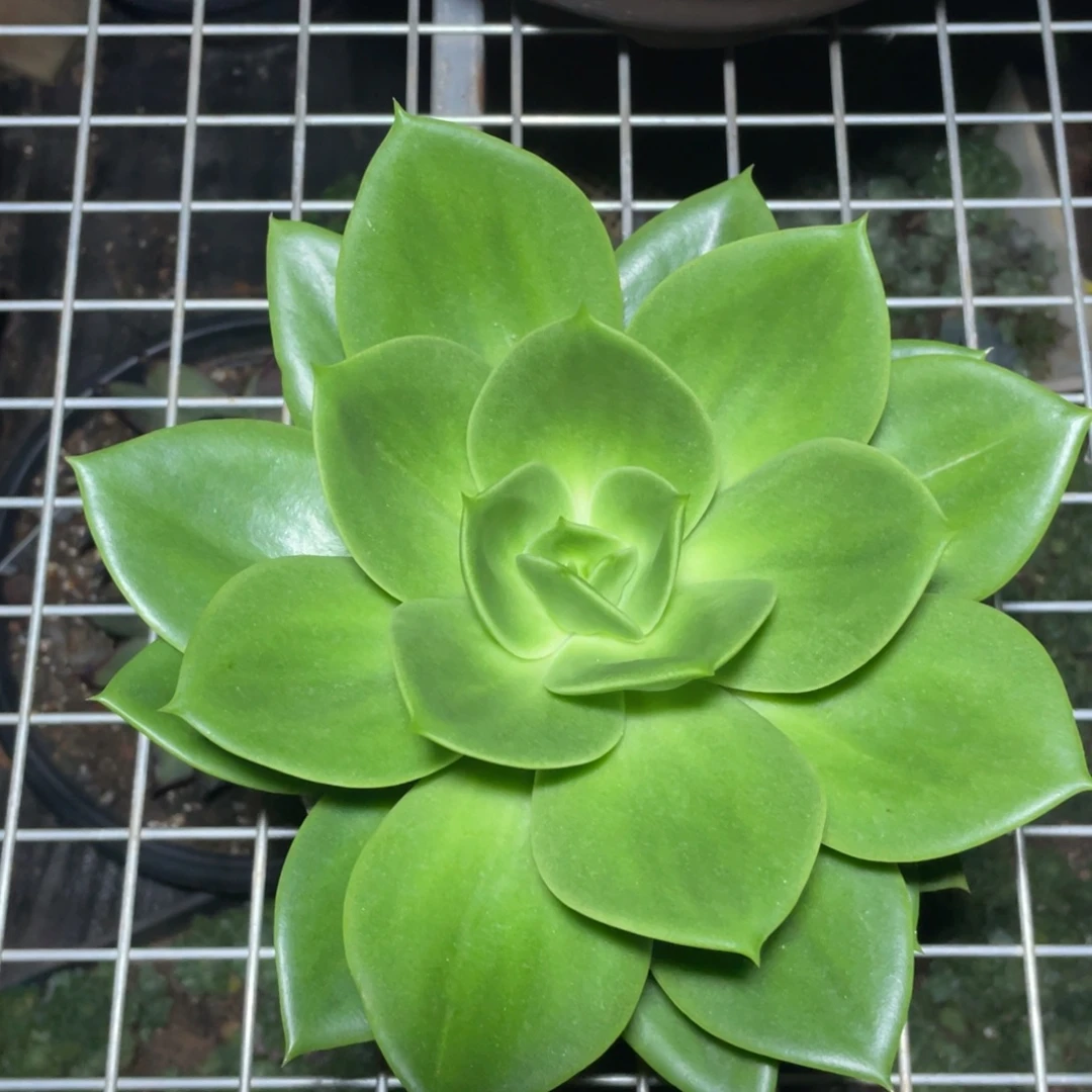 多肉植物多肉植物0728