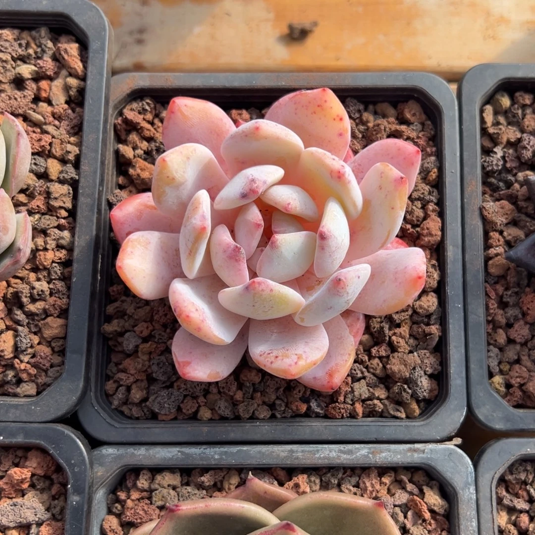 多肉单头橙子【非偏远满18包邮】