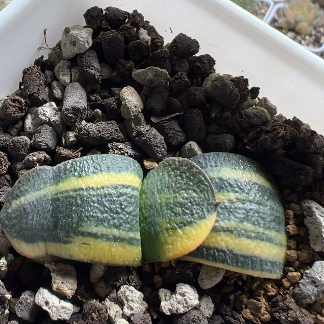 123多肉植物百科植物