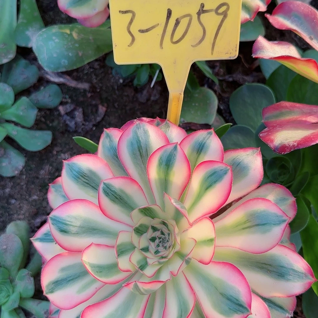 3-1059---多头多肉植物