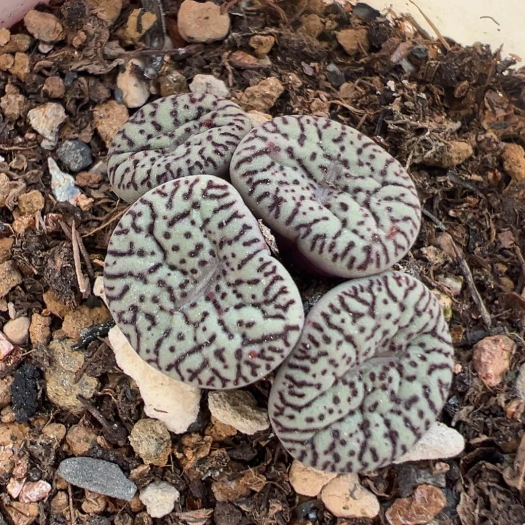 肉锥多肉植物百科