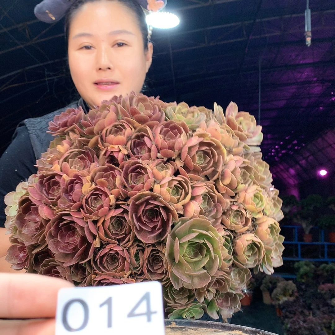 柒哥多肉法师不包侧断枝14