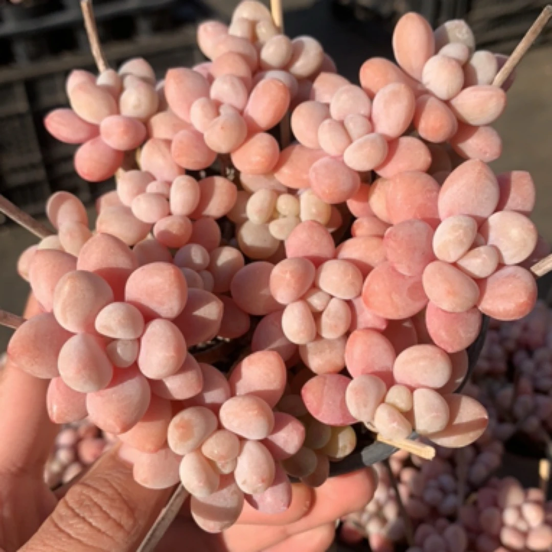 AA级鱼子酱全状态好养【5年小老桩】送万象盆9cm