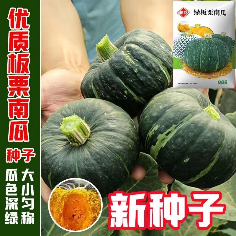 贝贝南瓜种子香甜绿板栗南瓜成熟迷你贝贝小南瓜种籽