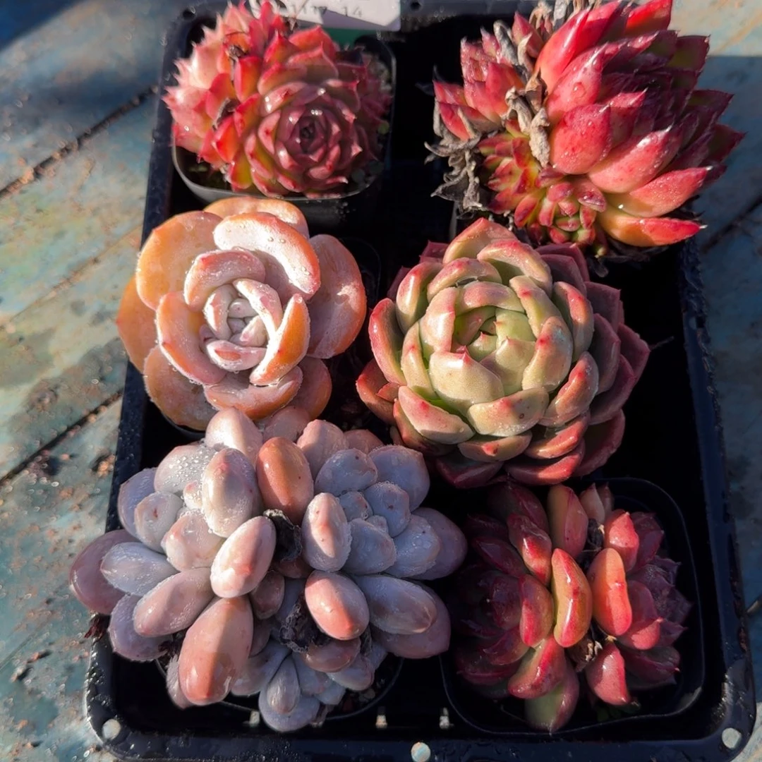 从前慢多肉精选编号1117.14