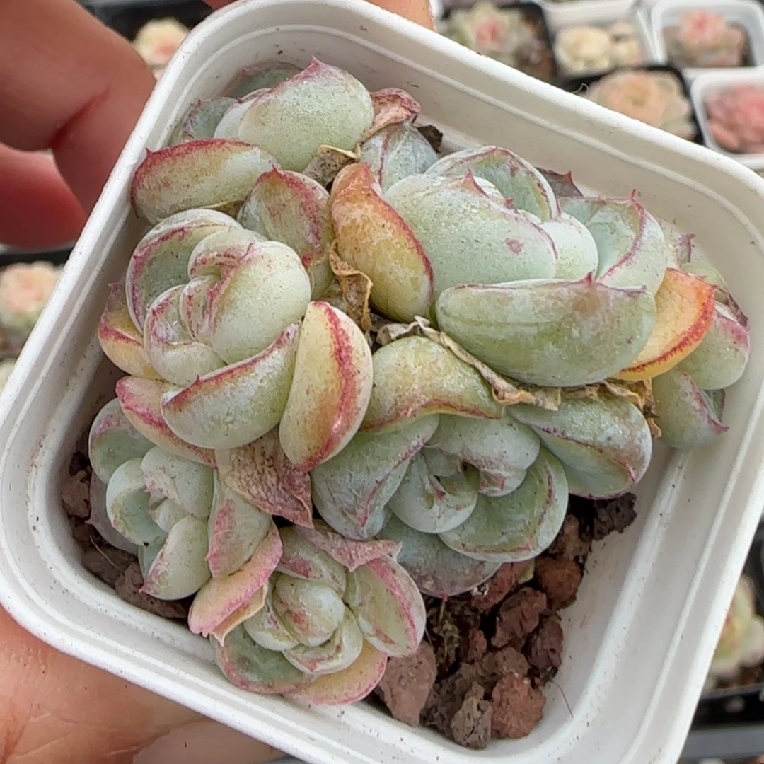 多肉小卡拉米糖心一物一拍