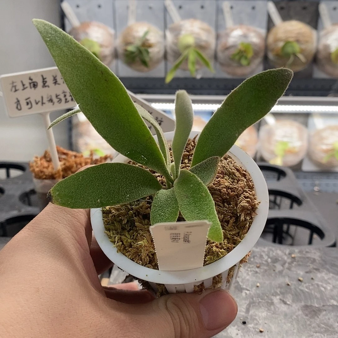 无花朵鹿角蕨a1鹿角蕨