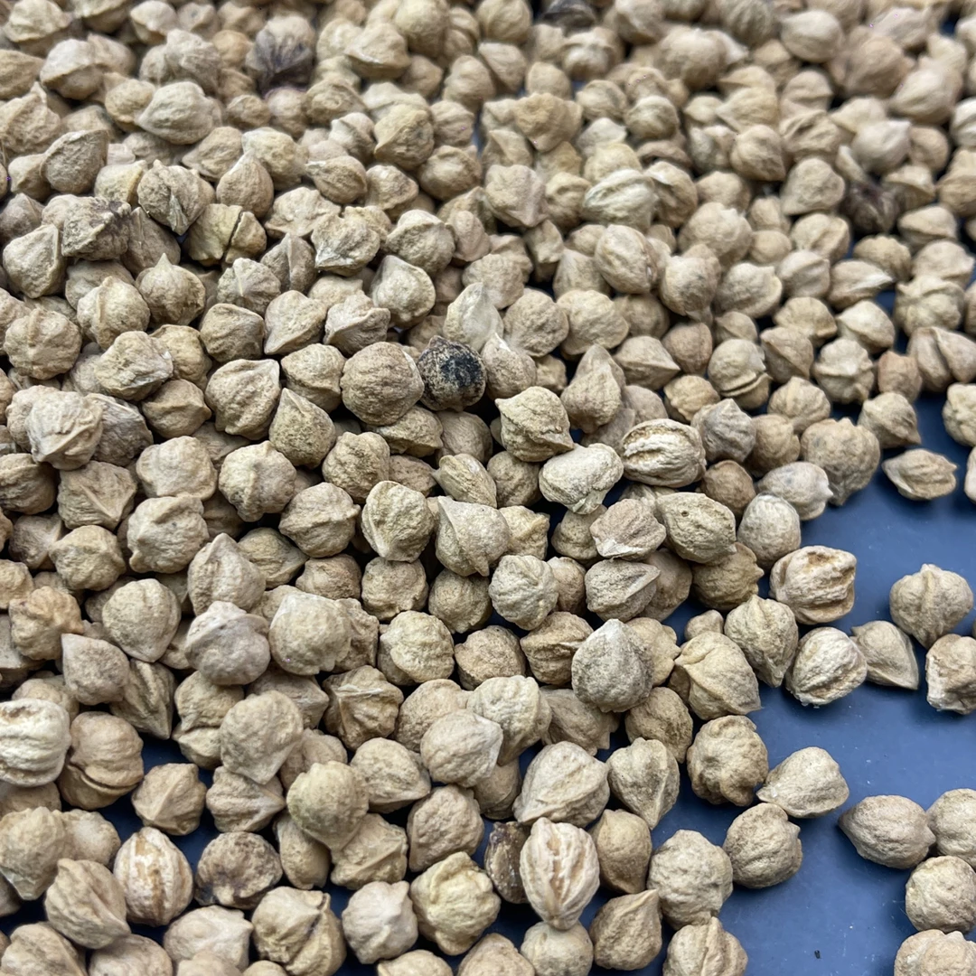 239克柏香籽散籽GS041