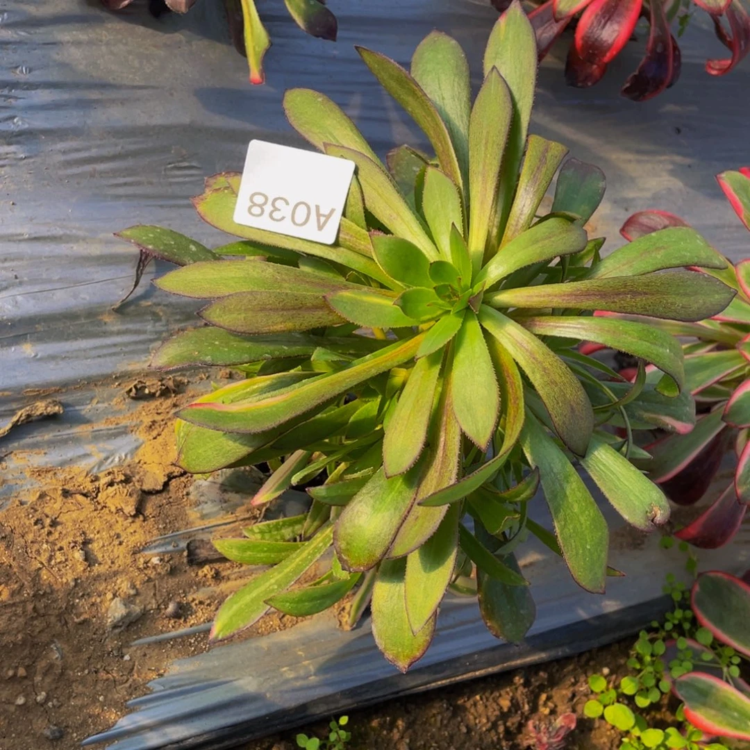 038黑法师中班侧芽带彩