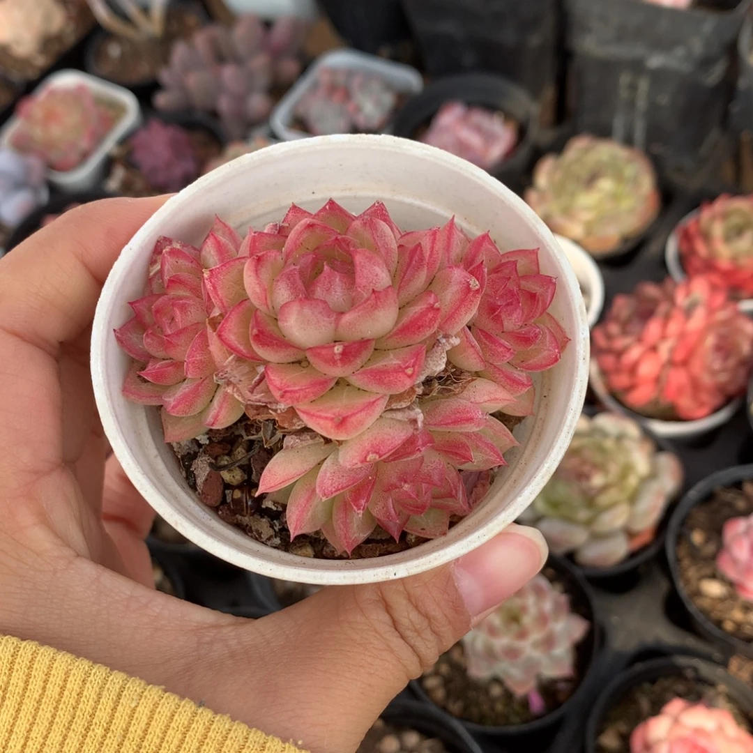 精控红女王群多肉