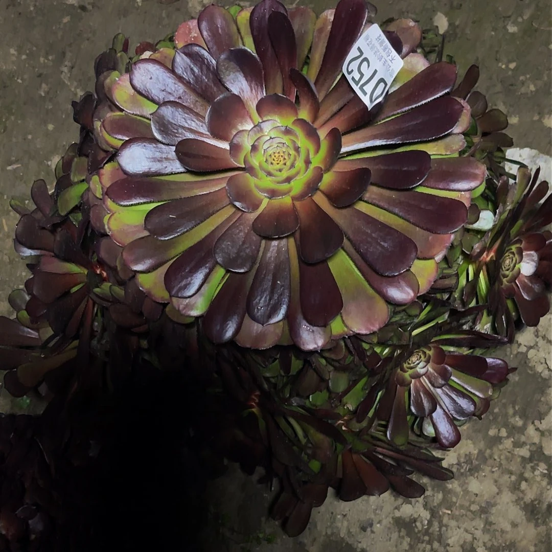 法师法师13-23包邮法师