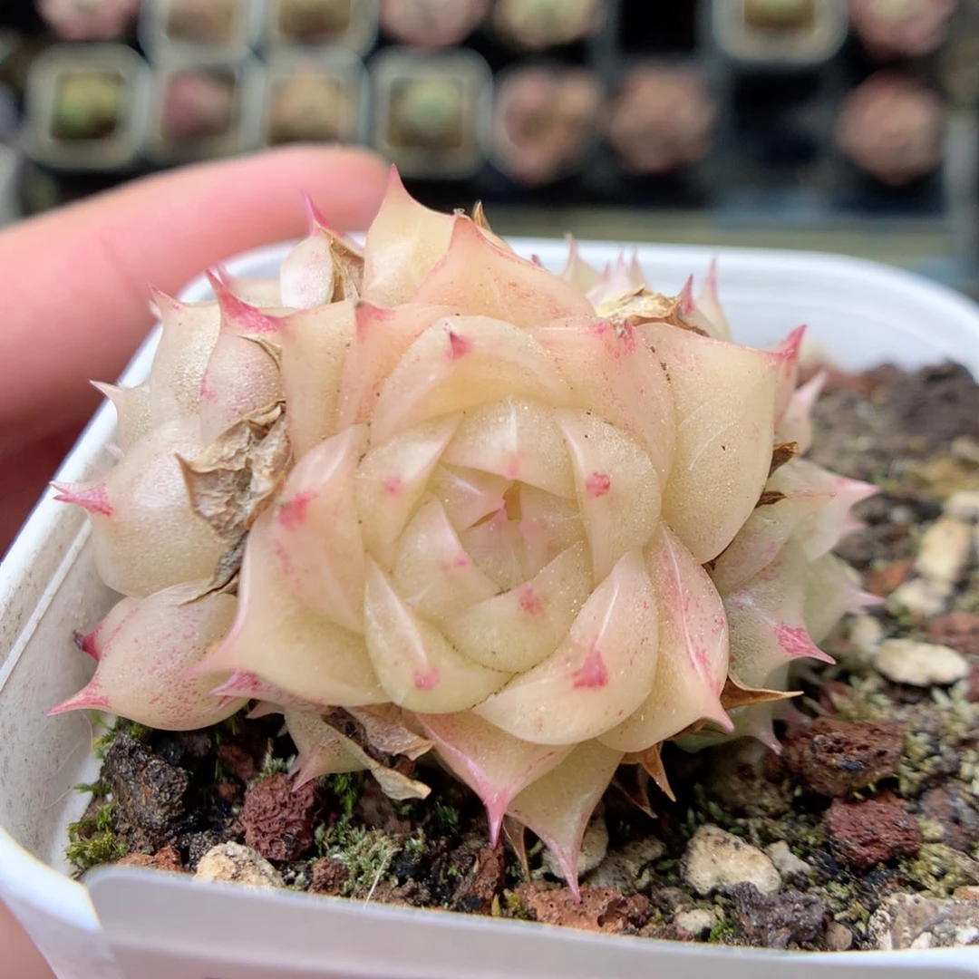 W58 ，20包邮两天凑单偏远不发货
