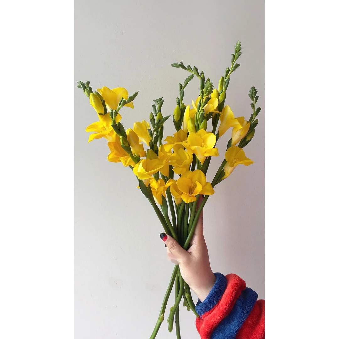 香雪兰-黄色-1扎