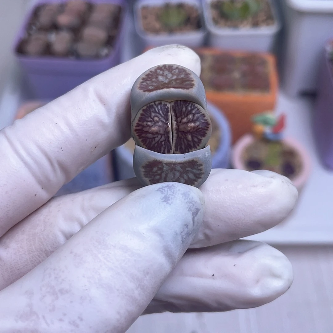 张*包674 线菊……………………