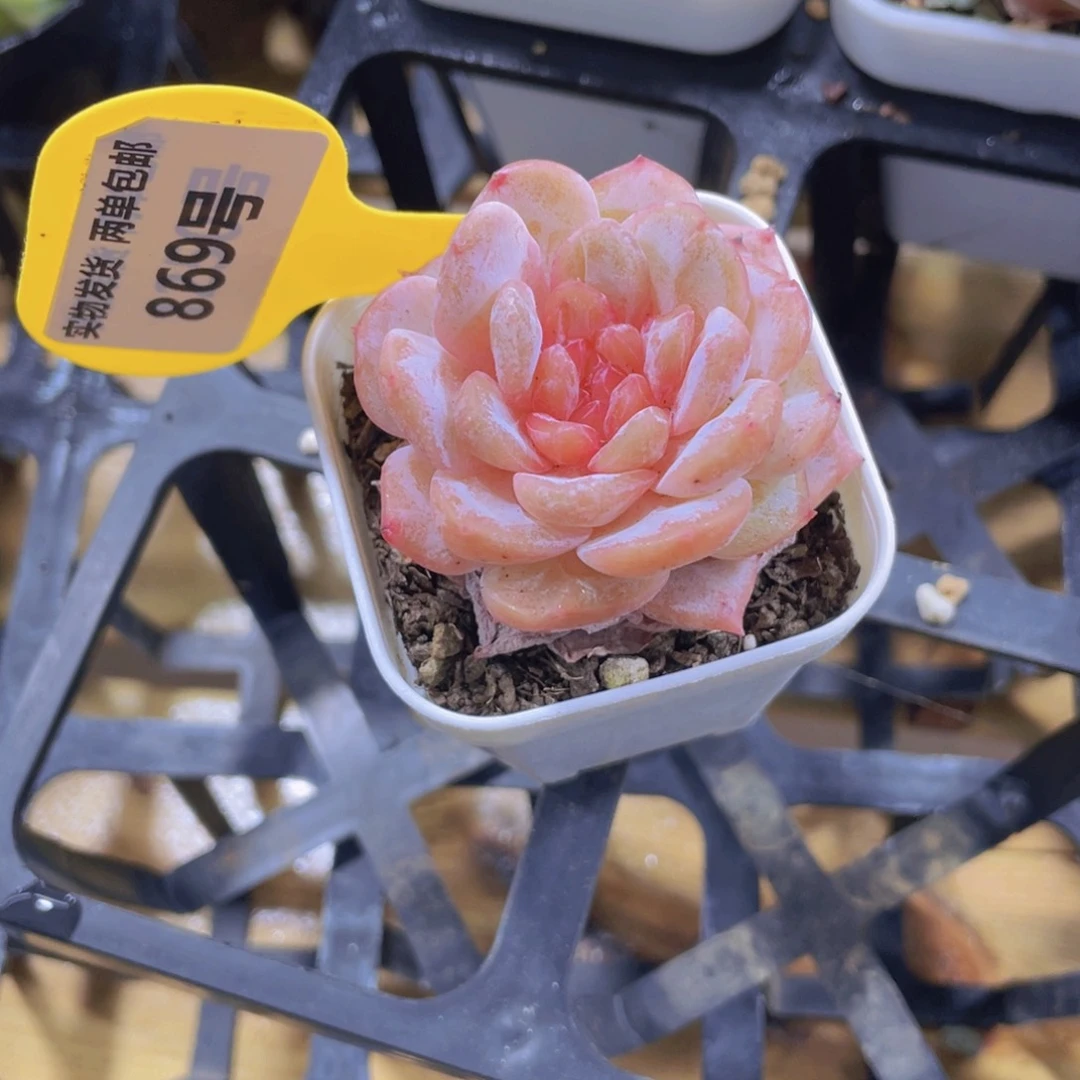 869号 粉透糖心新品