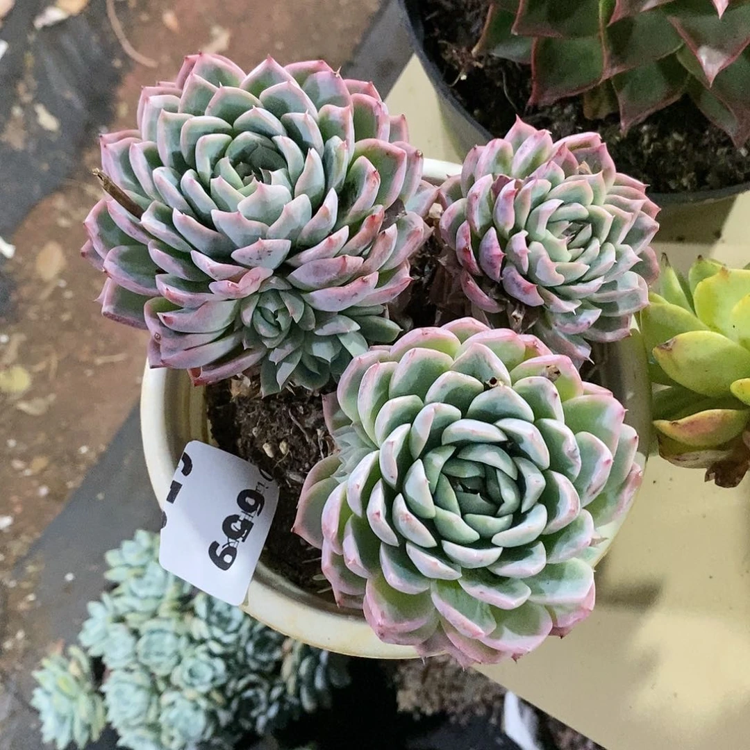 落**秋659孤星多肉植物