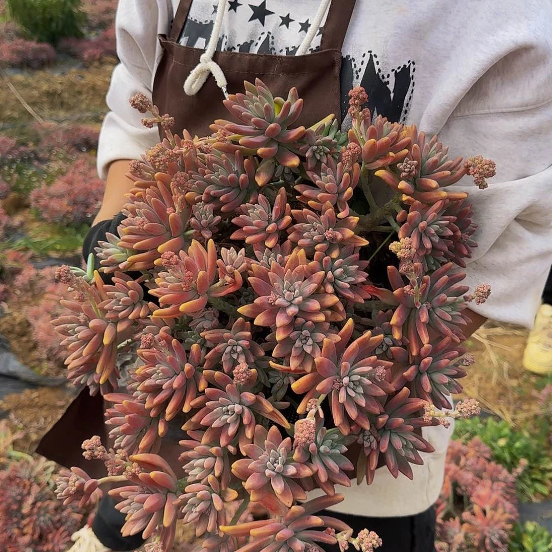 秋丽 一颗 不包损13.8