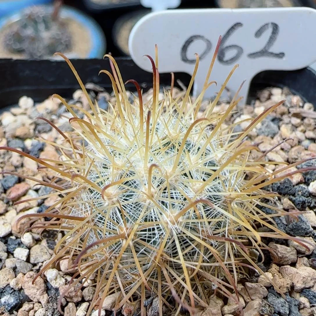 62实生菊雌童多肉