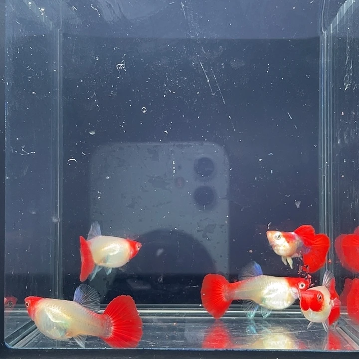 孔雀鱼1公4母深海蓝