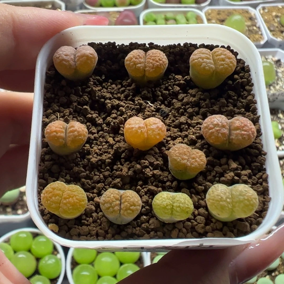 685蛋糕风铃裸根发货