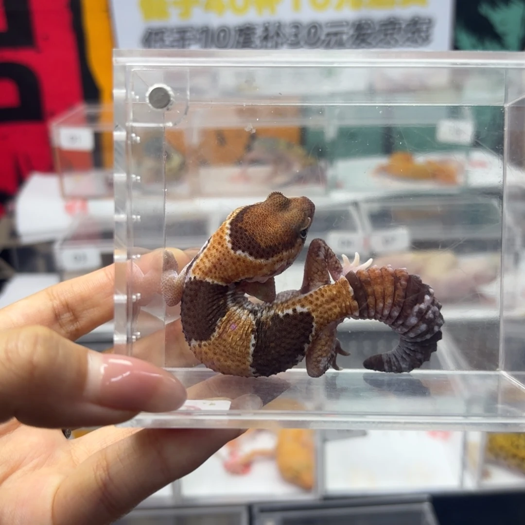 肥尾守宫原色h橘白 妹妹 N142