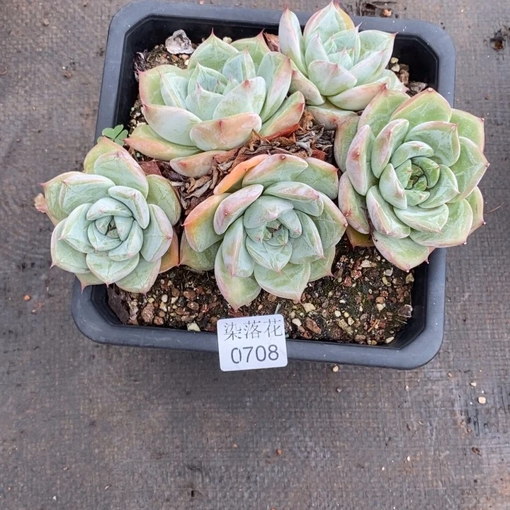 S****o精品多肉植物0708