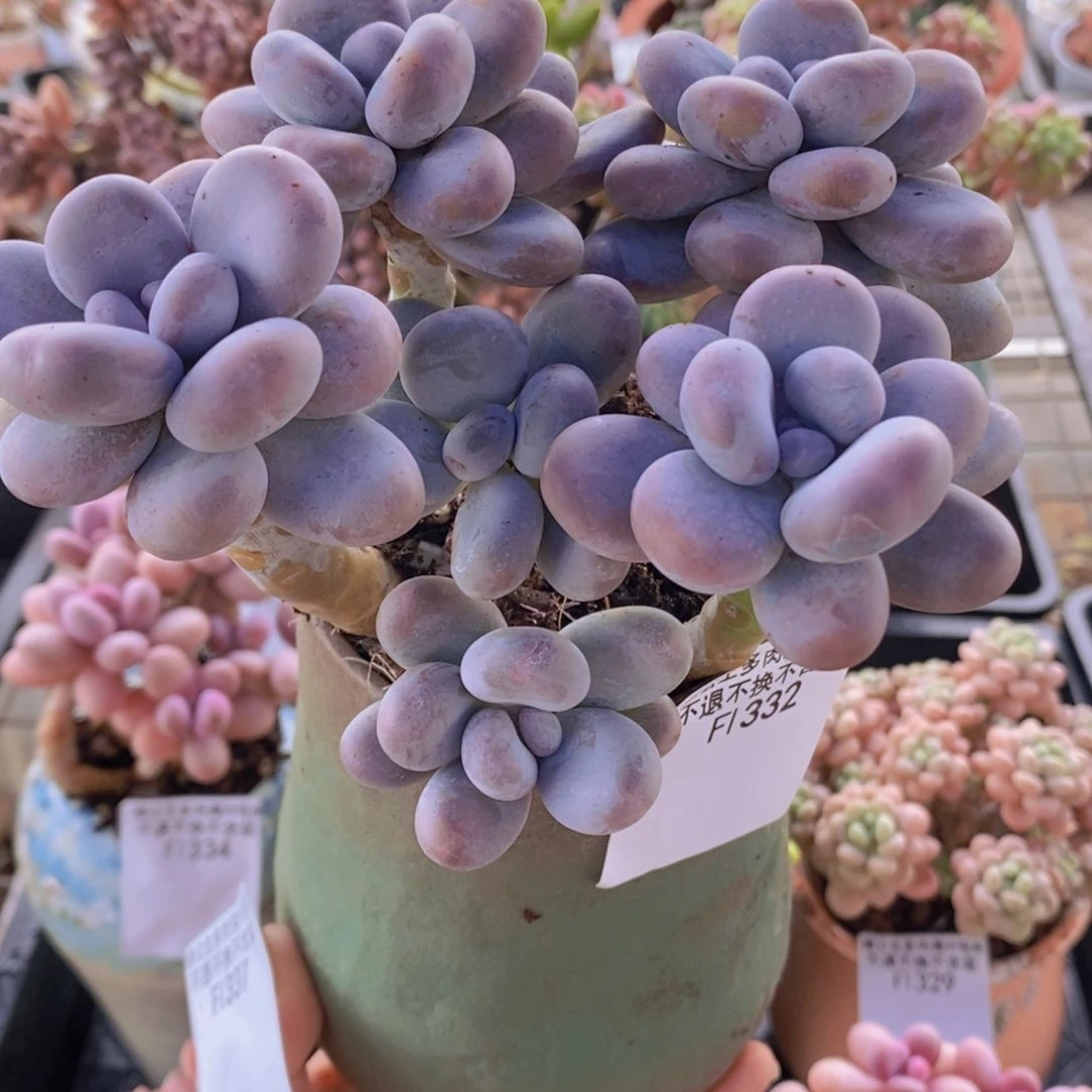 芭比奶洛13cm332多肉植物