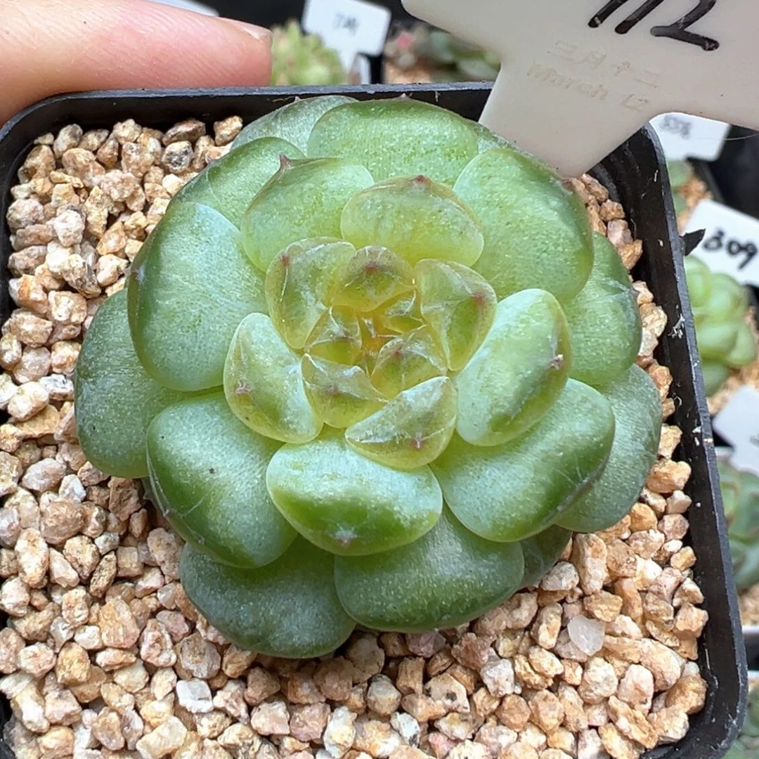 912号流萤 晗雨多肉