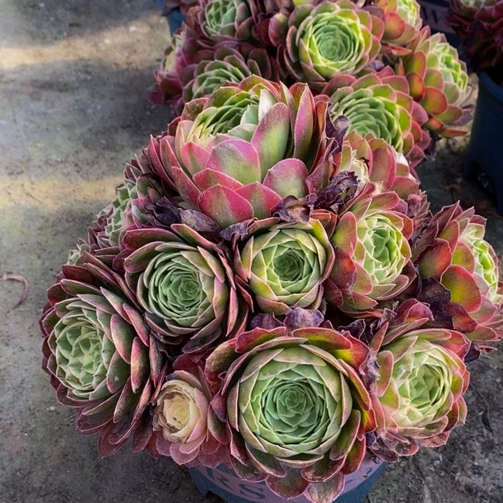 海仙一颗多肉植物