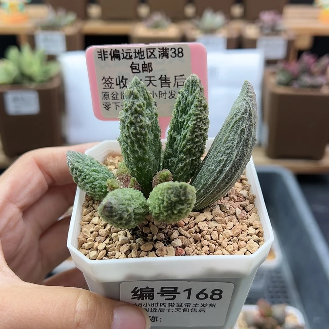 小****168苍龙多肉植物