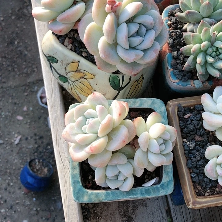 【闪购商品】77带盆